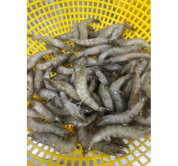 TÔM THẺ NGUYÊN CON ĐÔNG LẠNH 